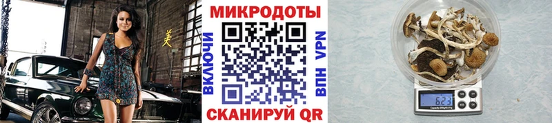 Галлюциногенные грибы Psilocybe  Зубцов 